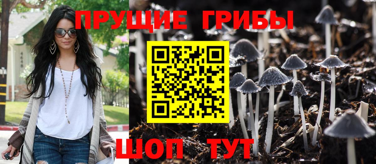 Галлюциногенные грибы Psilocybine cubensis Миллерово